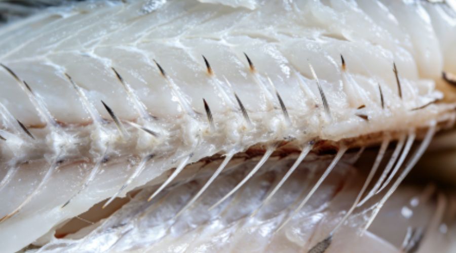 Close-up of fish fillet with small fine bones prominently visible representing the primary contaminant in seafood processing