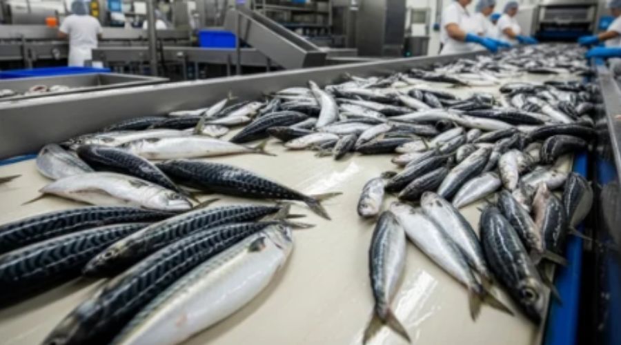 Seafood processing production line with workers handling fish fillets and X-ray inspection stations integrated