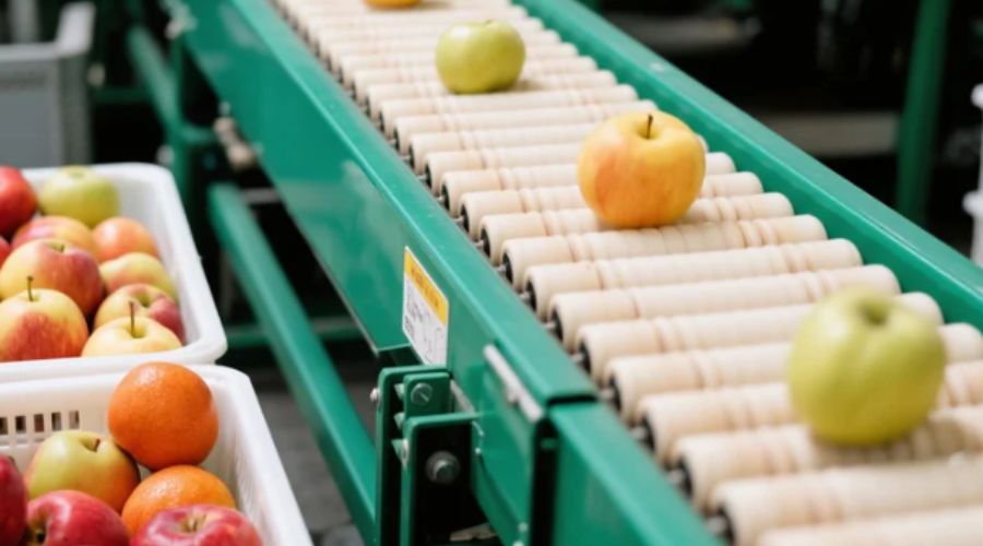 Fruits moving on soft-roller conveyor belt during optical sorting to reduce bruising and scratching